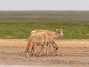 24th Apr 2019 - Three-headed Antelope