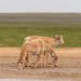 Three-headed Antelope by phmlq