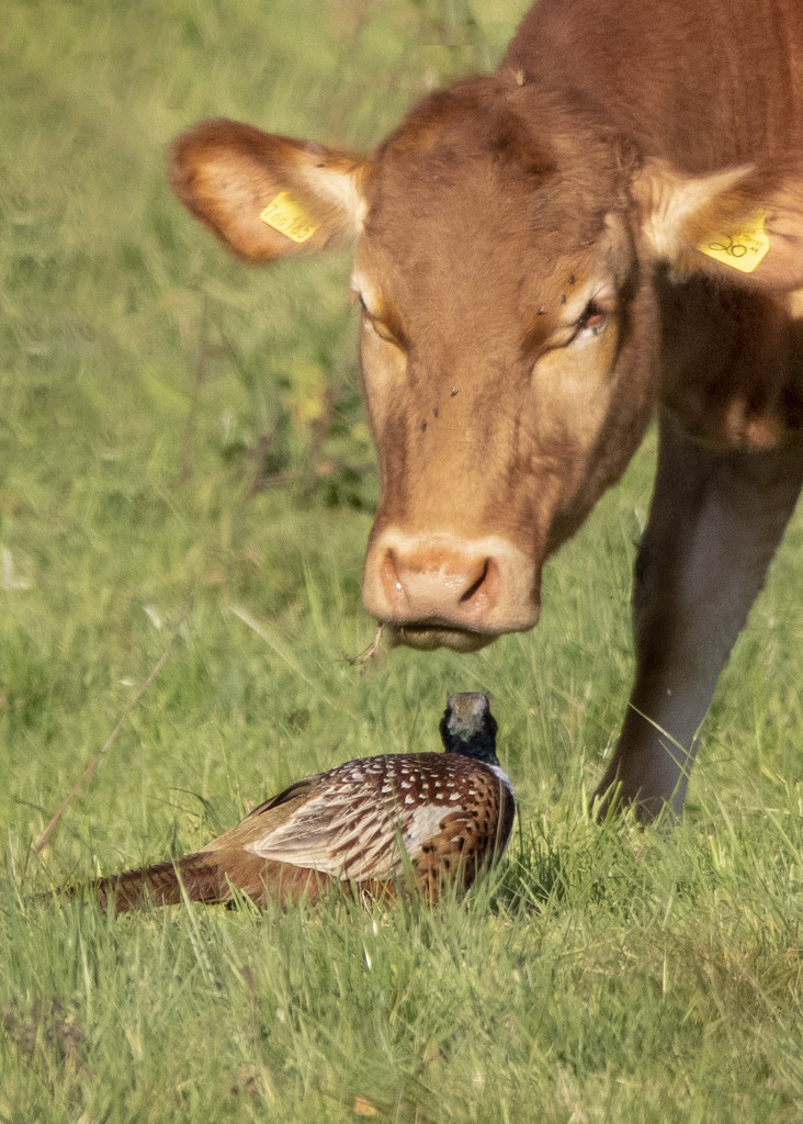 COW AND PHEASANT  by shepherdmanswife