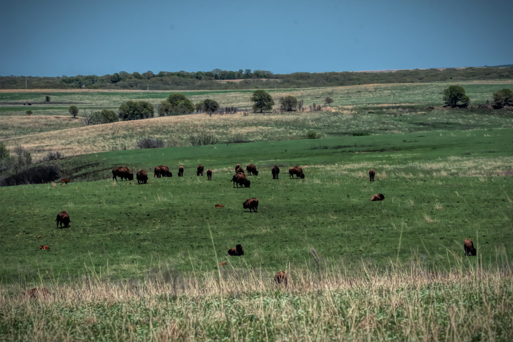 Bison as far as you can see by samae