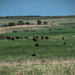 Bison as far as you can see by samae