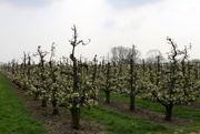 24th Apr 2019 - Blooming orchard 