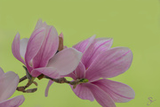 23rd Apr 2019 - Magnolia Blossoms