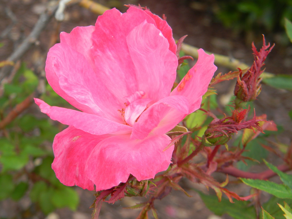 Pink Flower on Bush by sfeldphotos