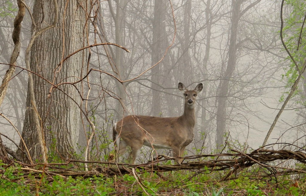 Watching Through the Fog by lynnz