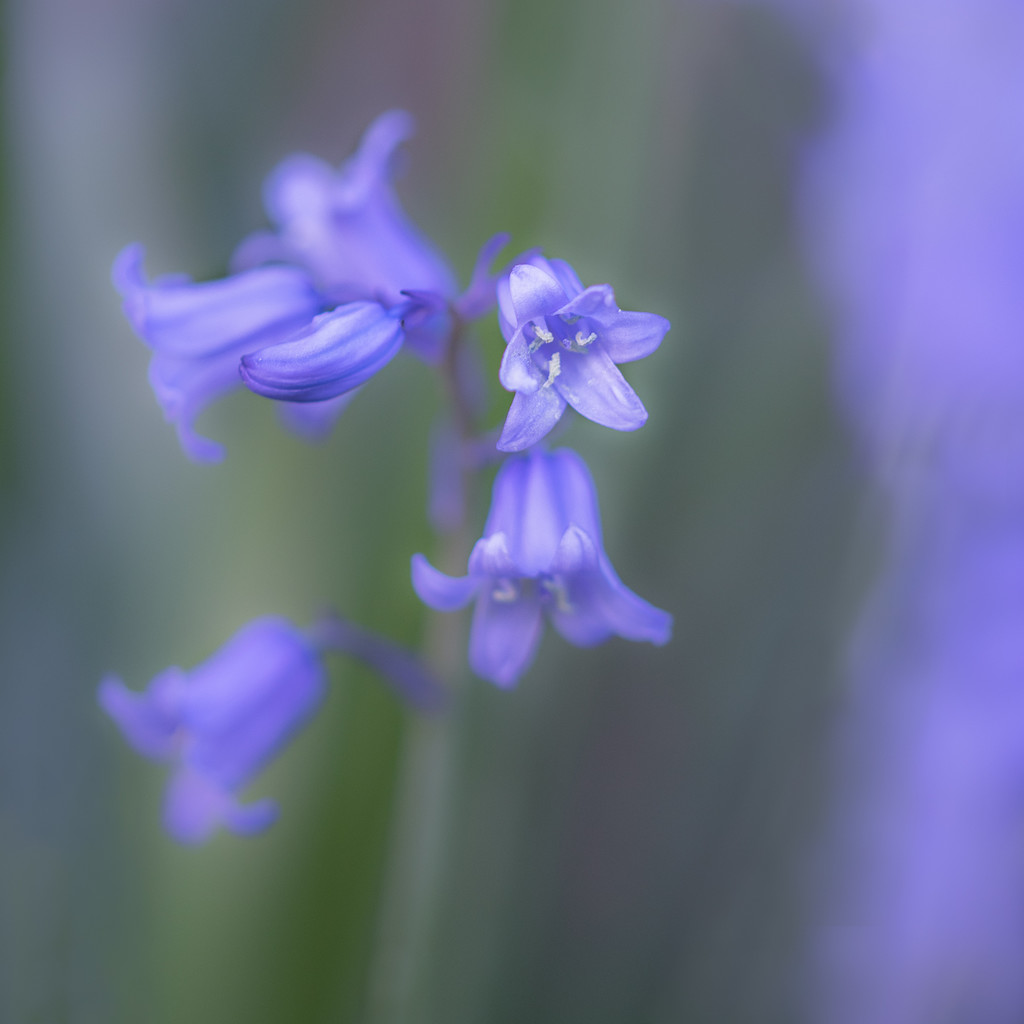 Bluebell haze by inthecloud5