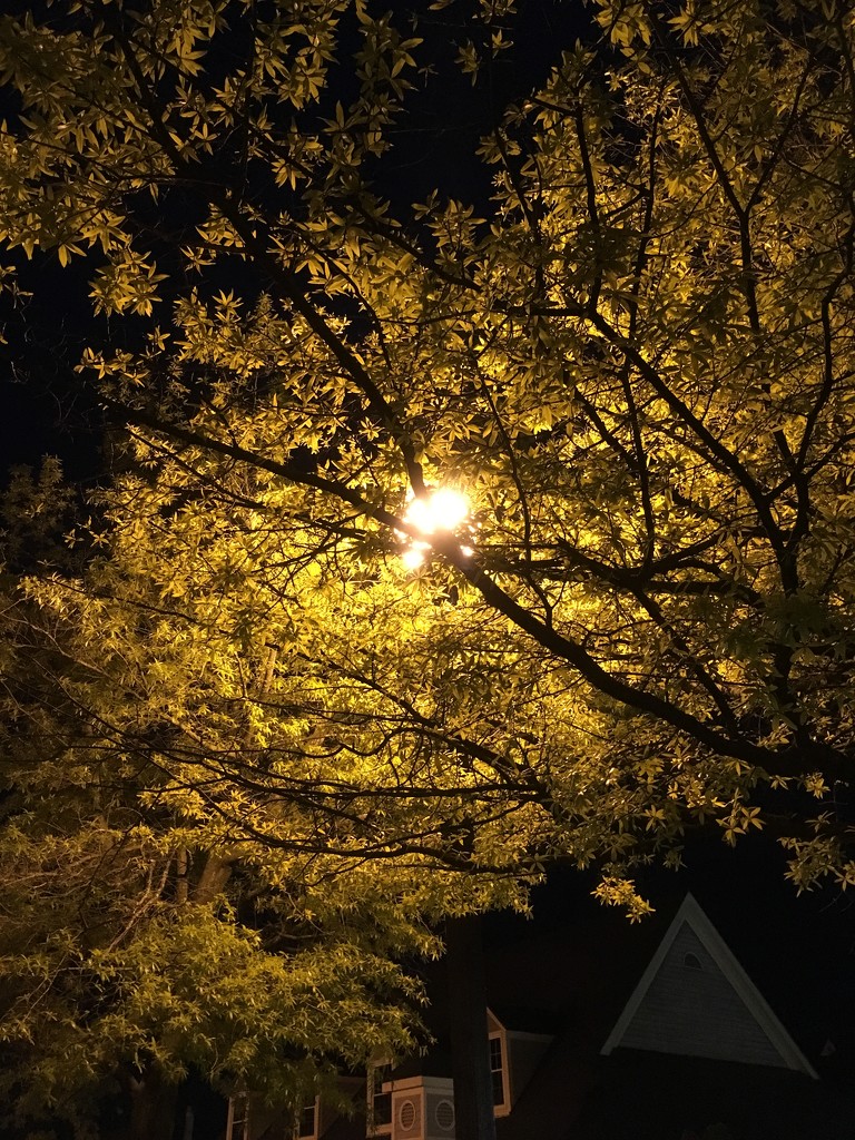 night leaves by wiesnerbeth