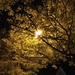 night leaves by wiesnerbeth