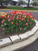 25th Apr 2019 - Tulips at the office 