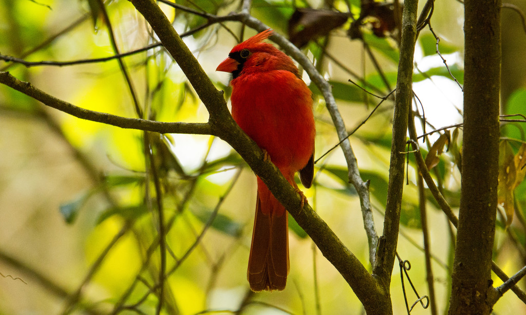 Mr. Cardinal!! by rickster549