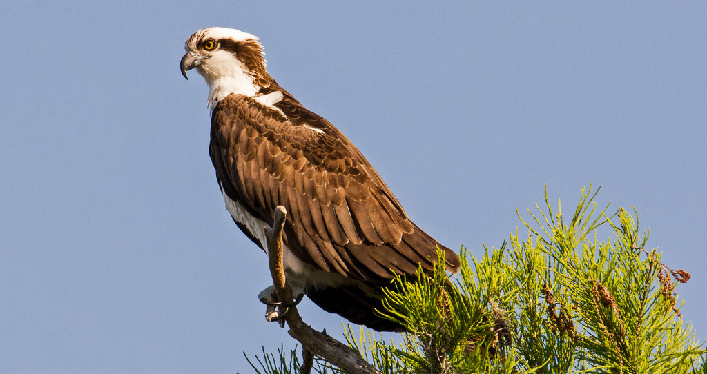 Osprey Searching for Lunch! by rickster549