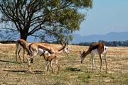 26th Apr 2019 - This little Springbuck,