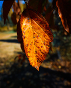 26th Apr 2019 - Autumn leaves #3