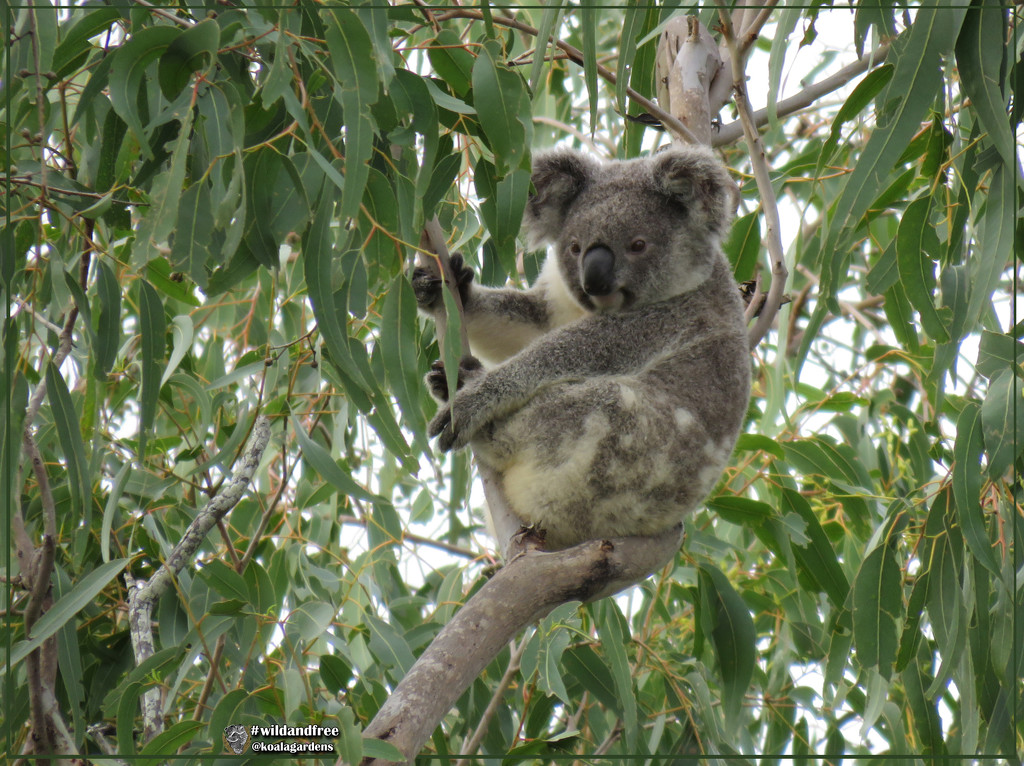 Frankie Ahoy by koalagardens