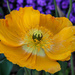 Yellow poppy explosion by lindasees