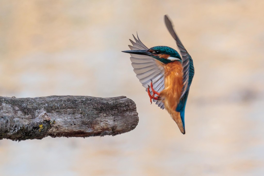 Kingfisher landing by padlock