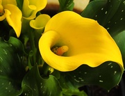 26th Apr 2019 - Yellow Calla Lily