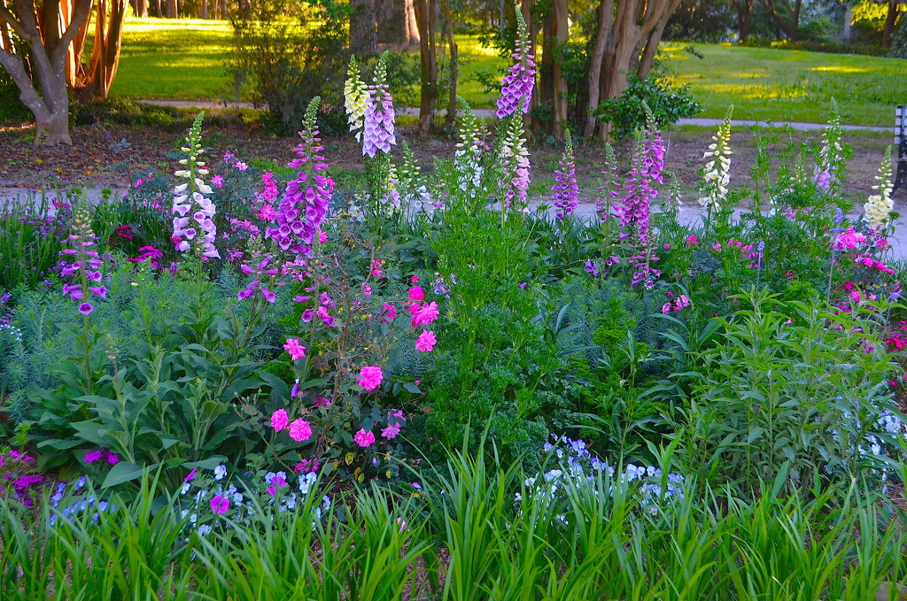 Foxglove and roses, the gardens at Hampton Park by congaree