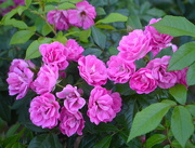 26th Apr 2019 - Roses, the gardens at Hampton Park