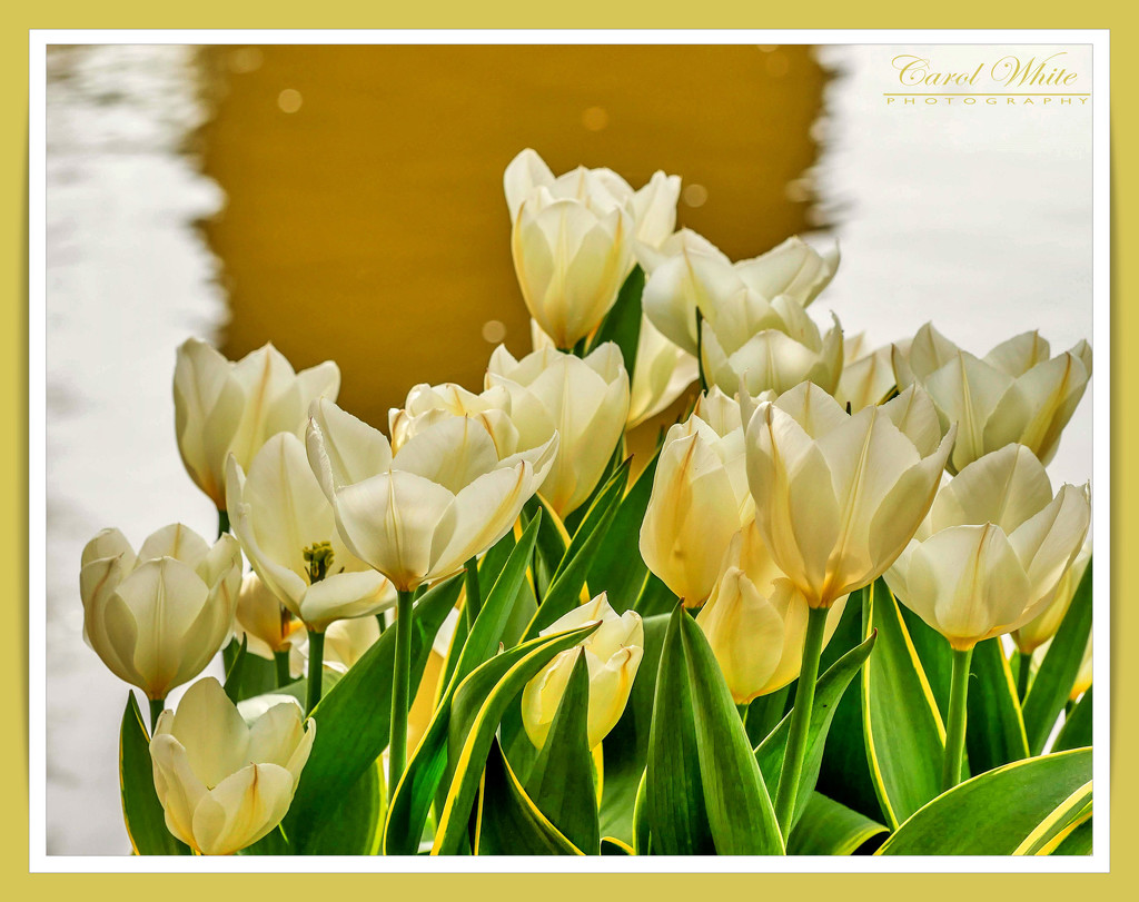 Tulips At The Water's Edge by carolmw