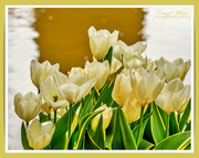 26th Apr 2019 - Tulips At The Water's Edge