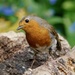 CURIOUS ROBIN by markp