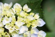 25th Apr 2019 - Hydrangea