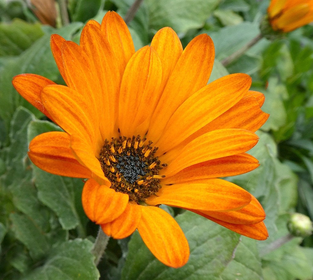 Orange Daisy. by wendyfrost