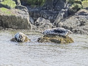 26th Apr 2019 - Basking Seals