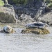 Basking Seals by billyboy