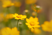 25th Apr 2019 - Coreopsis or Tickseed