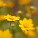Coreopsis or Tickseed by jernst1779