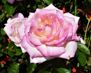 27th Apr 2019 - A Delicate Pink Rose ~     