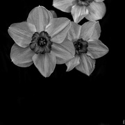 26th Apr 2019 - Daffodil in Black& White