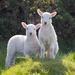 Bardsey Lambs by dailydelight