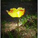 Thank you tulip by joysabin