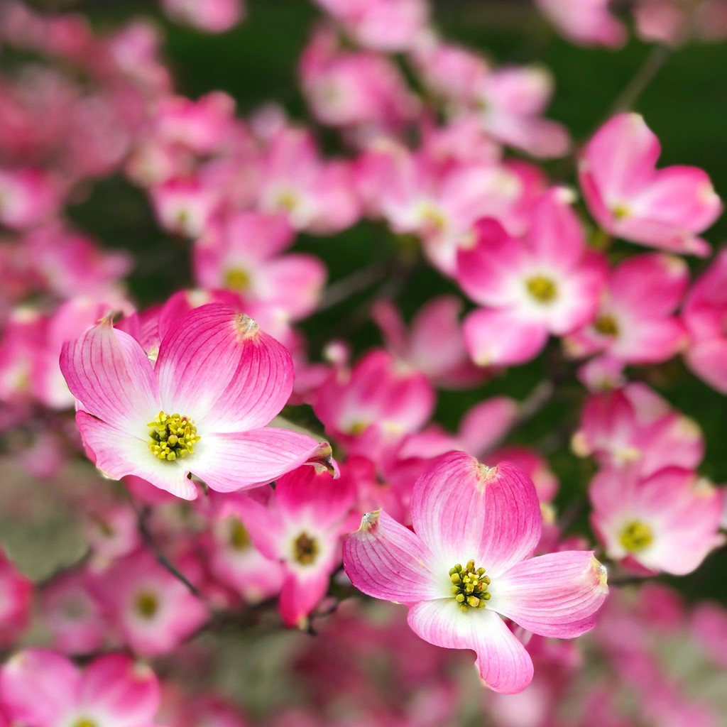 Pink Dogwood Blossoms by yogiw