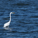 Great Egret by lsquared