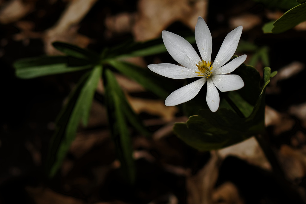 bloodroot by rminer
