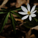 bloodroot by rminer