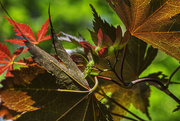 26th Apr 2019 - Red Maple Seed Pods