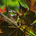 Red Maple Seed Pods by kvphoto