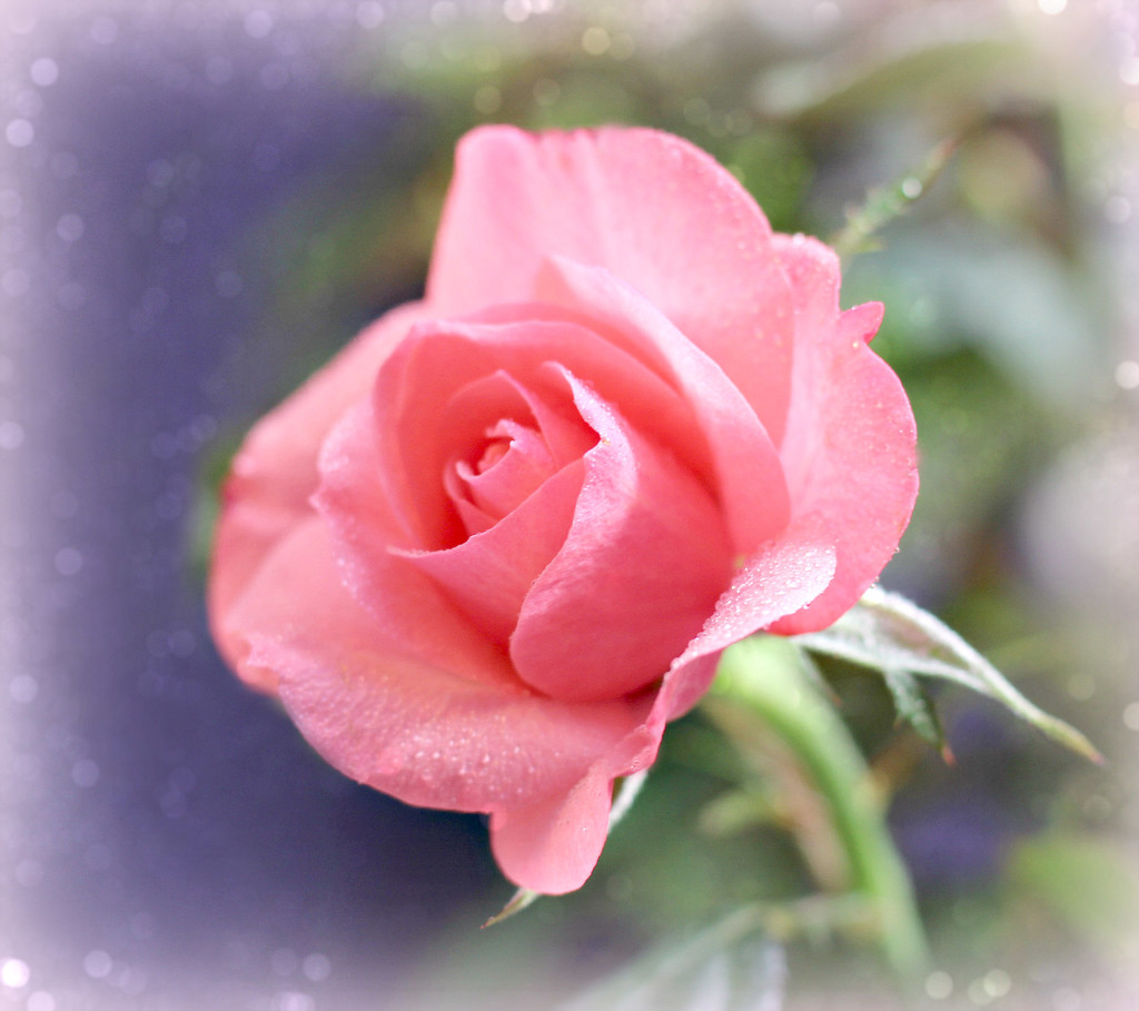 Tiny Rosebud. by wendyfrost
