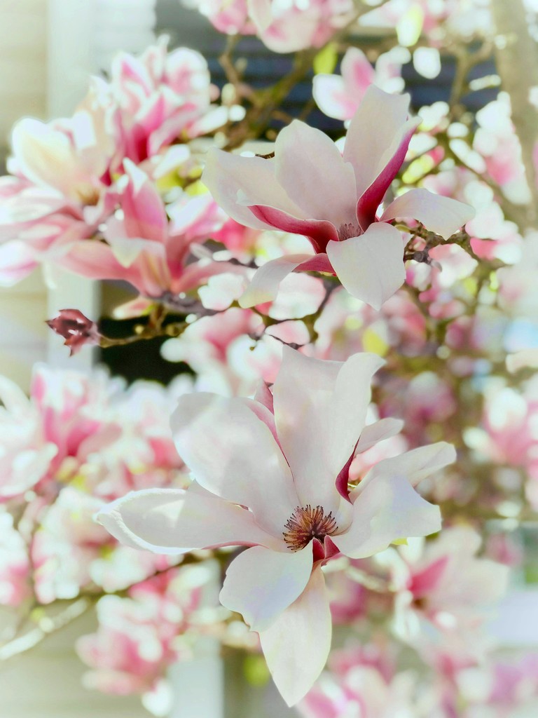 Blossoms Of The Heart by gardenfolk