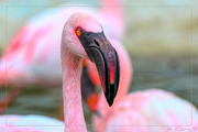 26th Apr 2019 - Flamingo Friday '19 11