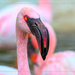 Flamingo Friday '19 11 by stray_shooter