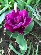 26th Apr 2019 - Purple double tulip