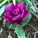 Purple double tulip by sandlily
