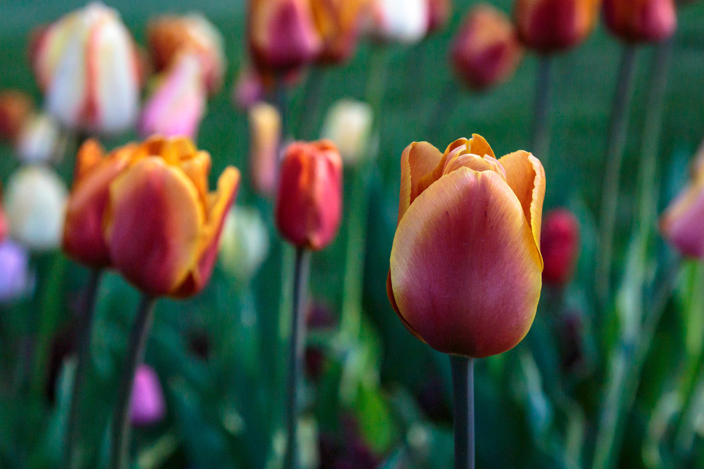 Tulip garden by lindasees