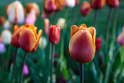 27th Apr 2019 - Tulip garden